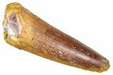 Fossil Spinosaurus Tooth - Real Dinosaur Tooth #381025-1